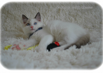 mâle seal bicolour - Chatterie Ragdolls du Val de Beauvoir